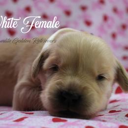 White collar girl - Golden female Golden Retriever puppy in Otis Orchards, Washington from Sunlite Golden Retrievers