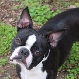 Boston Terriers and French Bulldogs from H & H Boston Terriers and French Bulldogs
