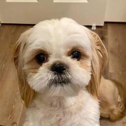 Shih Tzu Puppies from Trinity Shihtzu's So Calif