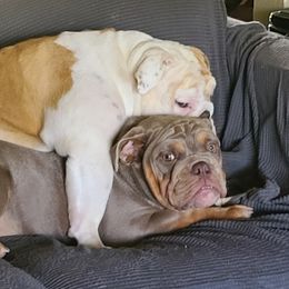 Bulldog Puppies from Pappy's Bullies