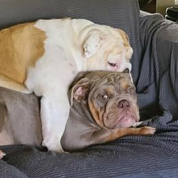 Bulldog Puppies from Pappy's Bullies
