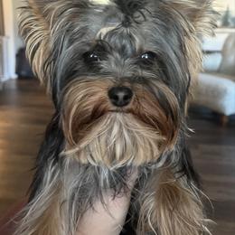 Jack - Yorkshire Terrier