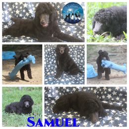 Samuel - Black Poodle puppy in Petersburg, Virginia from Epic Quest Standard Poodles