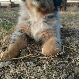 Australian Shepherd Puppies from Southern Boy Blues Aussies