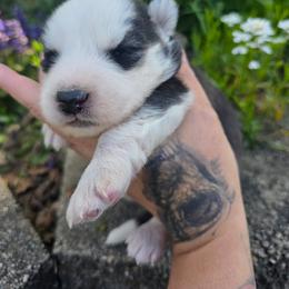 José - Black and white male Siberian Husky puppy in Addison, Michigan from Gray Run Siberian Huskies