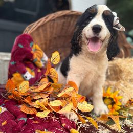 Esme - Black white and tan female English Springer Spaniel puppy in Cookeville, Tennessee from Krossroads Kennel