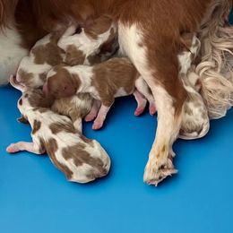Cavapoo puppies from Montanas Mountain Bernedoodles