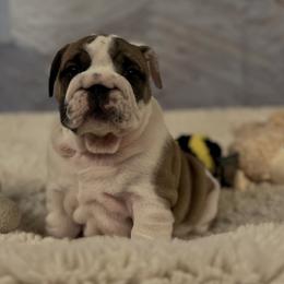 Bulldog Puppies from Sweet Rolls
