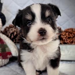 Prancer - Black tri male Toy Australian Shepherd puppy in Aurora, Missouri from Sweet Peach Puppies
