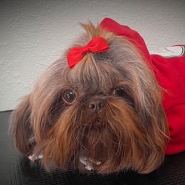 Girl 1 - Liver female Shih Tzu puppy in Apple Valley, California from Southern California Shih Tzu Palace