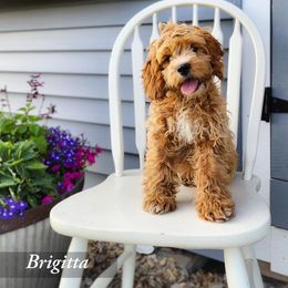 Bernedoodle, Cockapoo, and German Shorthaired Pointer Puppies from Filipiak Breeders