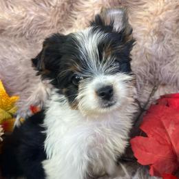 Boy - Parti male Yorkshire Terrier puppy in Riverside, California from Empire Yorkies