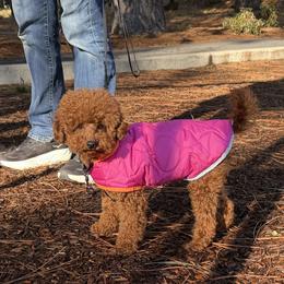 Lilikoi - Red  female Poodle puppy in Salem, Oregon from Lavish Poodles
