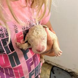 Cream Boy - Cream male Pyredoodle puppy in Prescott, Washington from Washington Pyredoodles