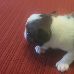 Boston Terrier Puppies from Furhill's Boston Terriers