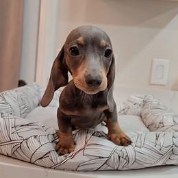 White male - Blue and tan male Dachshund puppy in Hesperia, California from VOM HAUSE Imperial