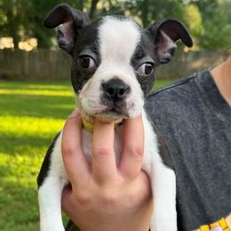 Yellow Collar - Black and white female Boston Terrier puppy in Conyers, Georgia from Dixe Hill Dogs