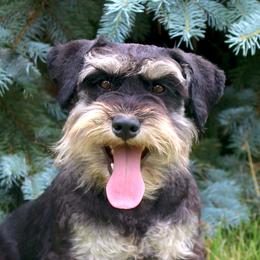 Tabitha - Miniature Schnauzer