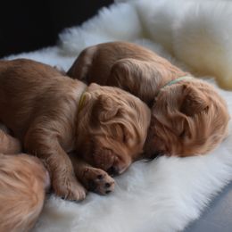Goldendoodle Puppies from Wild Blum Doodles