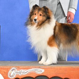 Shetland Sheepdogs from Enlia Shelties