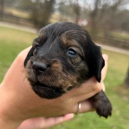 Chaol - Red male Dachshund puppy in Troup, Texas from East Texas Dachshunds