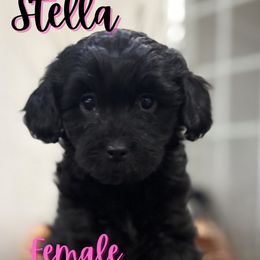 Stella - Black Cavapoo puppy in Martin, Tennessee from Min’s Cava-Cuties