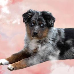 Australian Shepherd Puppies from Outback Mini Aussies