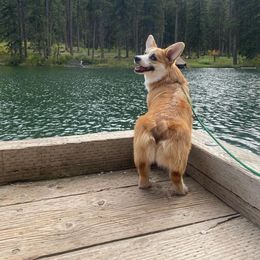 Pembroke Welsh Corgi All Grown Up from BellamyHills Corgis