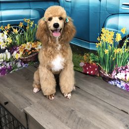 Velvet - Apricot female Poodle puppy in Stilwell, Oklahoma from LR&R Dog Co.
