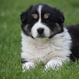Australian Shepherd Puppies from 10-BAR-Y RANCH