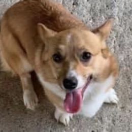 Ellie - Pembroke Welsh Corgi