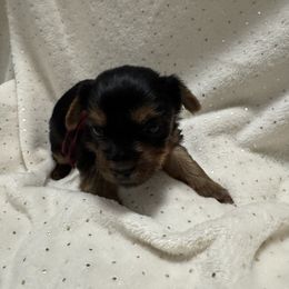 Molly - Black and tan female Yorkshire Terrier puppy in Valdosta, Georgia from Sweet Georgia Yorkies