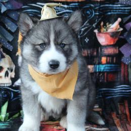 Yellow - Black and white male Siberian Husky puppy in York, Pennsylvania from Spalla Pups