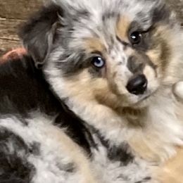 Miniature Australian Shepherds and Toy Australian Shepherds from Little Wood Toy and Mini Aussies