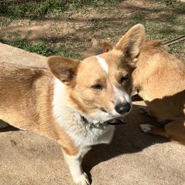 Kimber - Pembroke Welsh Corgi