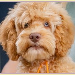 Randall - Red and white male Cockapoo puppy in Connersville, Indiana from Deaz Doodle Ranch