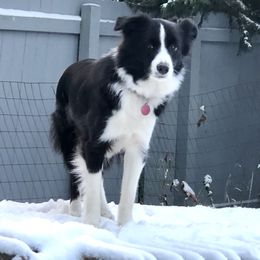 Border Collie All Grown Up from Aumakua Border Collies