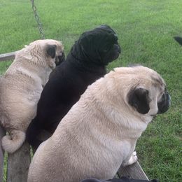 Pug All Grown Up from Katy Holland