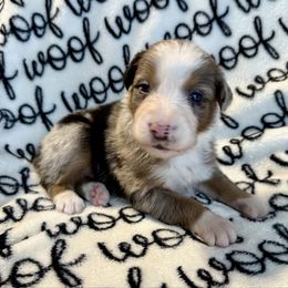 Anthony - Blue merle male Australian Shepherd puppy in Blomkest, Minnesota from Meljestic Farms