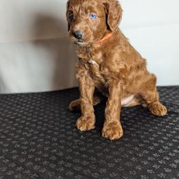 Boy 2 - male Schnoodle puppy in Caldwell, Idaho from Boise Doodle Co.