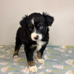 Unicorn - Black tri female Miniature Australian Shepherd puppy in Brenham, Texas from Stone N Rose Kennels