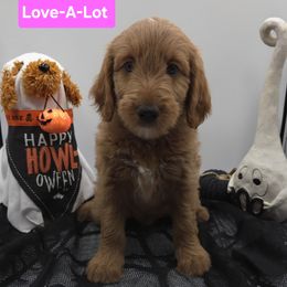 Pink - Apricot female Goldendoodle puppy in Summerville, South Carolina from Channys Doodles