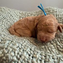Bright Blue - Cream male Goldendoodle puppy in Greenville, South Carolina from Law Doodles of SC