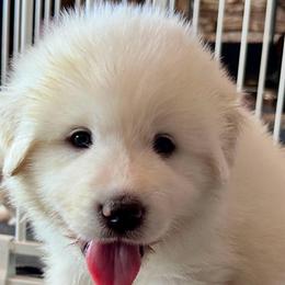 Charles - White male Great Pyrenees puppy in Murfreesboro, Tennessee from Storybook Tails Farm
