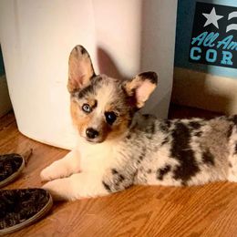Pembroke Welsh Corgi Puppies from Weatherby’s Corgis