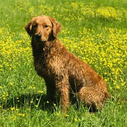 Shakira - Golden Retriever