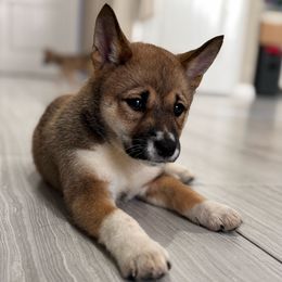 Brie - Sesame female Shiba Inu puppy in Elizabeth, New Jersey from Shiba Inu Loving Care