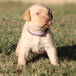 1st pick - Yellow female Labrador Retriever puppy in Four Oaks, North Carolina from TLC Retrievers
