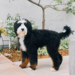 Ozzy - Bernedoodle