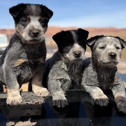 Australian Cattle Dog Puppies from West Valley Heelers